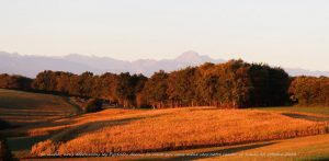 foret-couleur