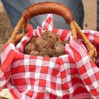 Sortie au marché aux truffes à Lalbenque