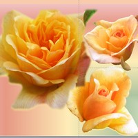 Les roses du jardin