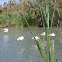 Galerie de photos de Camargue