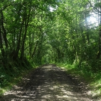 Marche au Bois de Tulle