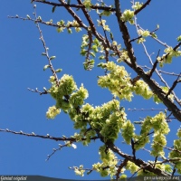 Marche de Printemps