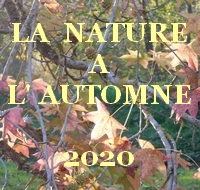 La nature à l’automne 2020