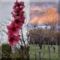 AUCH : les splendides couleurs d’un jardin et d’un soir