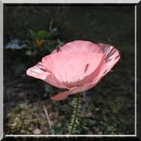 Le jardin de Janine à Auch en fleurs