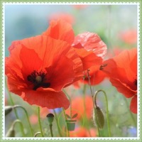 Gentils coquelicots