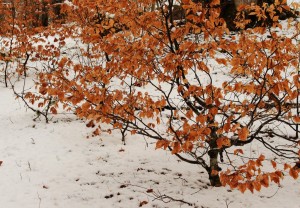 IMG_0648 (Copier) 