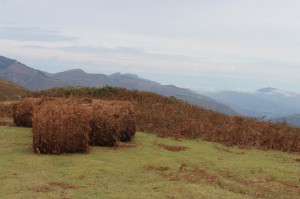 IMG_0634 (Copier)         