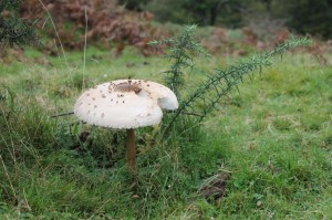 IMG_0726 (Copier)         