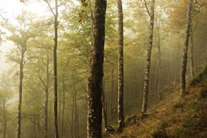 IMG_7927  