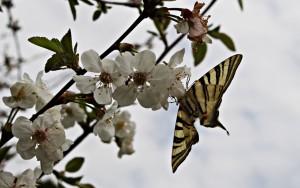 IMG_0347