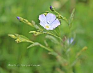 IMG_0355