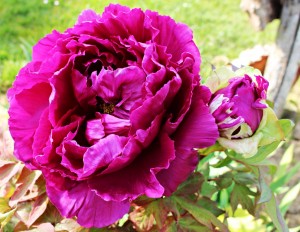 Ma pivoine arbustive
