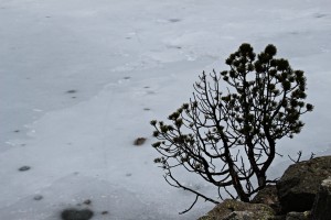 IMG_9774 