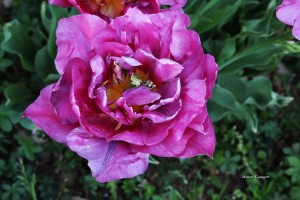 1 Ma belle pivoine        