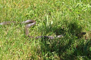10 Rencontre insolite     
