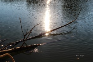 14 reflet        