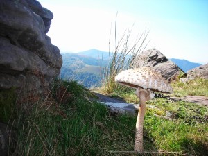 15 coulemelle 2 du col de Lyzarrieta      