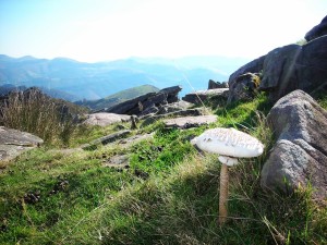 17 coulemelle3  du col de Lyzarrieta      
