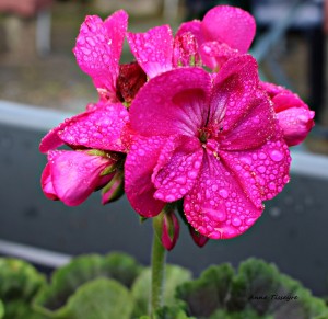 2 Rosée du matin        