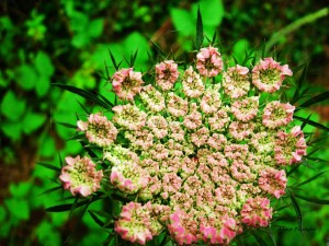 4 Fleur carotte sauvage        