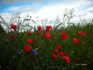 8 En rouge et bleu        