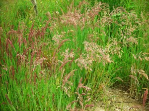 9 Prairie de l'Aubrac       