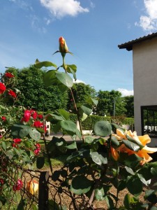 Bouton de rose  
