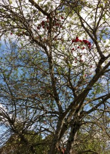 Roses dans l'arbre  