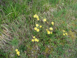 P1000114 (1)    