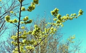 ormeau_Fotor  