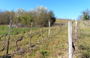 vignes_Fotor  