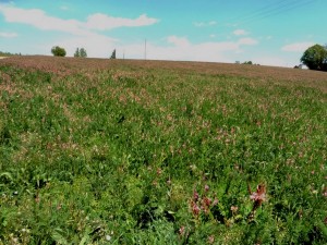 sainfoin 3