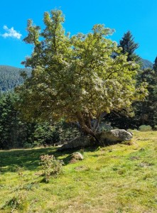 arbre Donezan 2 