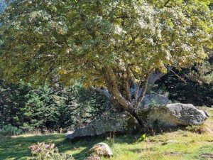 arbre Donezan 