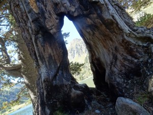 arbre et sommet 