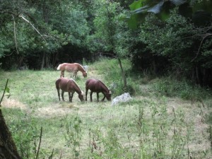 170630-01c-3chevaux-IMG_0001 