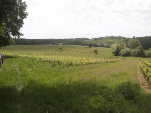12P5250135 . 
