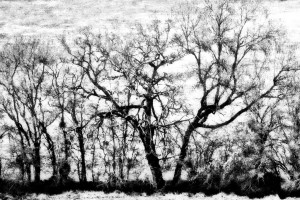 170202-49p2-arbres 