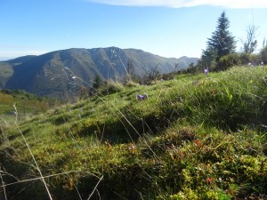 Hount Blanque (1)             