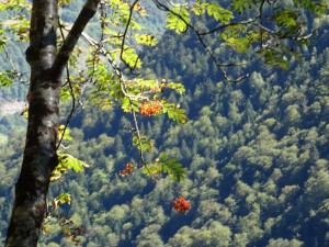 33-Luchon (31 bis)