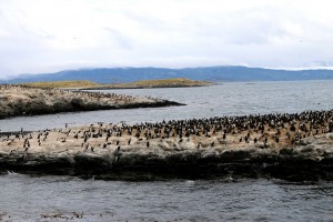 Manchots de Magellan, pingouins et, en vol, albatros.