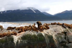 Loups de mer, éléphants de mer se prélassant sur les îles qui parsèment le canal de Beagle.
