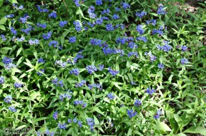 Gremil-pourpre-bleu_Fotor  