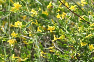 Jasmin-fruticans-2  