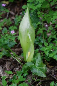 arumitalicum10  