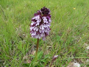 thumb_P1030183_1024  