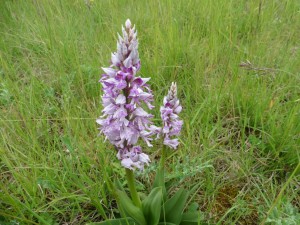 thumb_P1030185_1024  