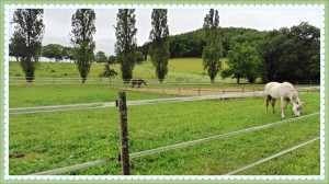 thumb_P1030421_1024_Fotor