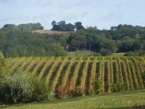 Vigne à l'automne                    